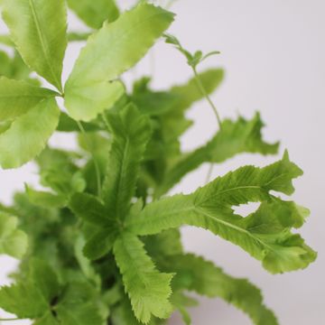 Pteris cretica 'Roeweri'