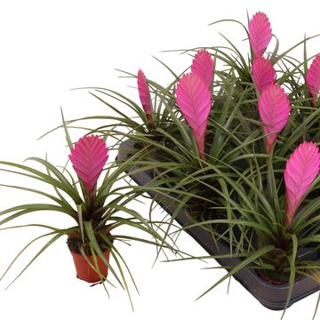 Tillandsia cyanea 'Vincent'