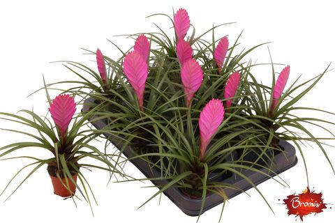 Tillandsia cyanea 'Vincent'