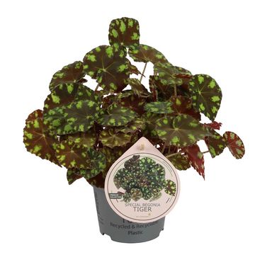 Begonia bowerae 'Тайгер'