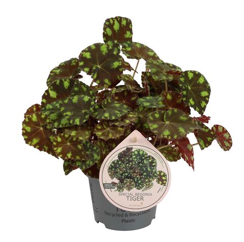 Begonia bowerae 'Тайгер'