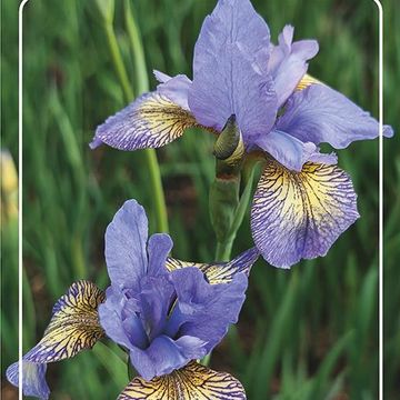 Iris sibirica 'Banish Misfortune'