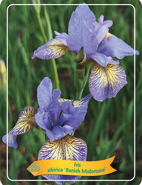 Iris sibirica 'Banish Misfortune'