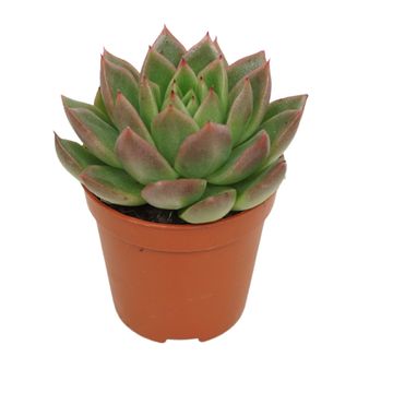 Echeveria agavoides