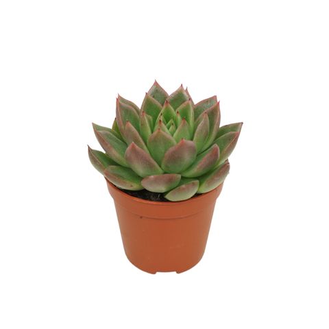 Echeveria agavoides
