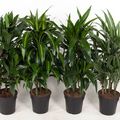 Dracaena DEREMENSIS MIX