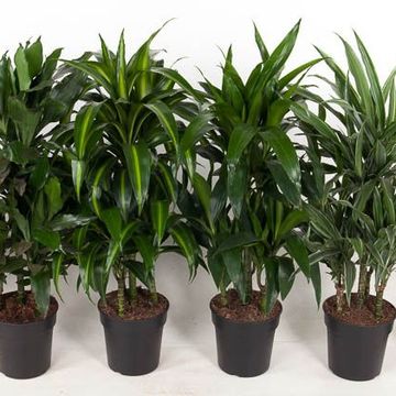Dracaena DEREMENSIS MIX