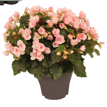 Begonia BETULIA LIGHT