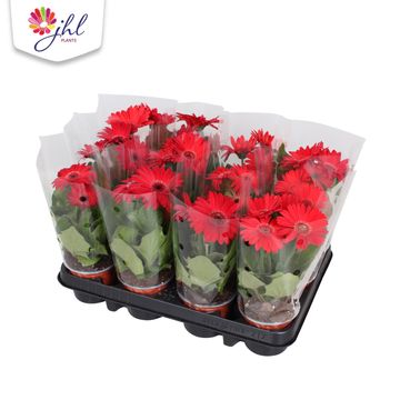 Gerbera COLOURGAME ROOD