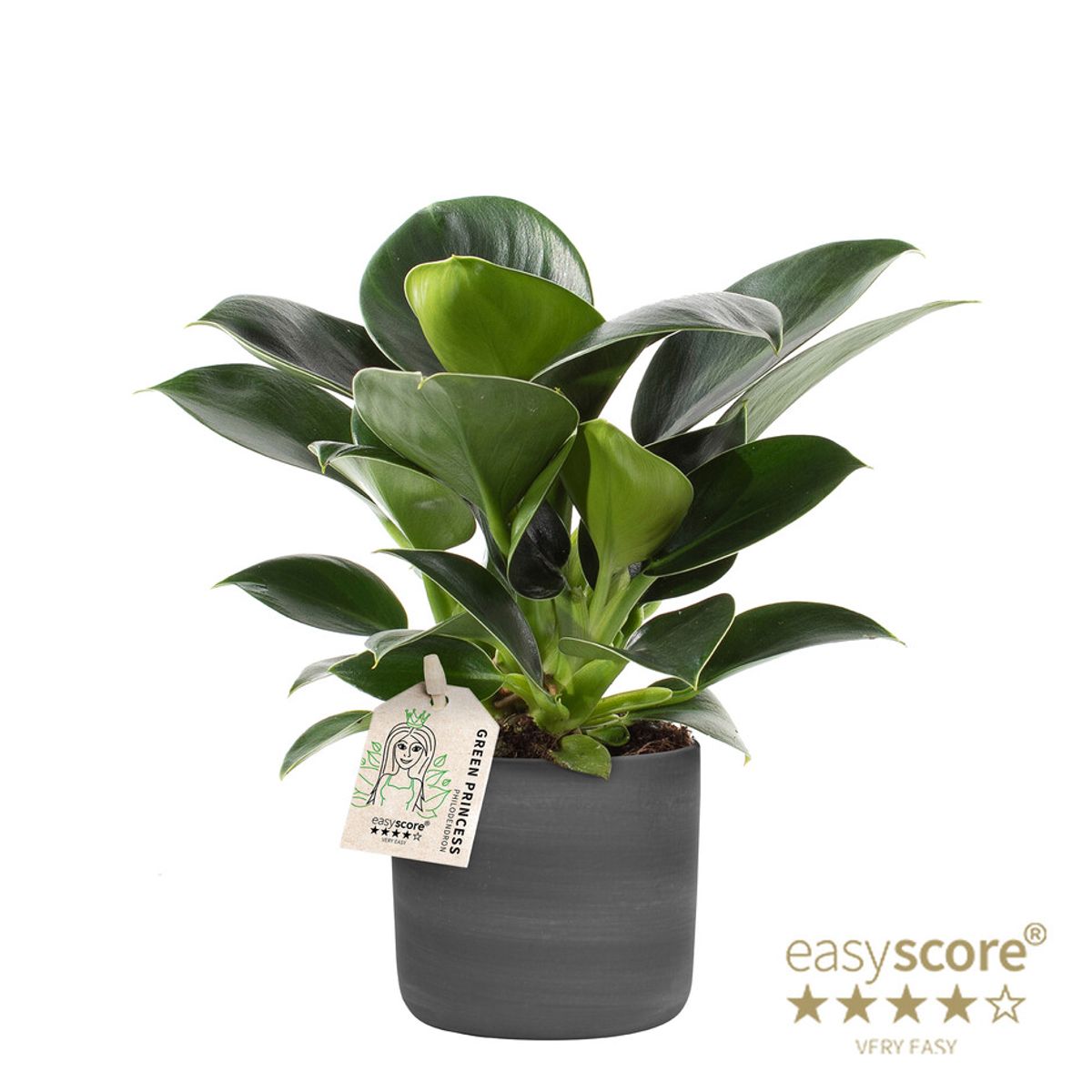 maranta prayer plants Maranta leuconeura var. kerchoveana "Green Maranta"