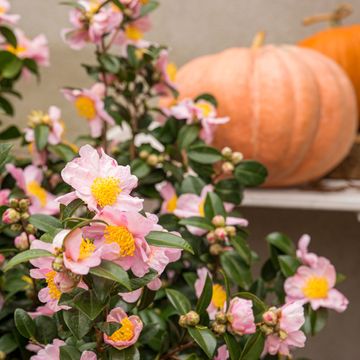 Camellia sasanqua MIX