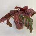 Begonia brevirimosa