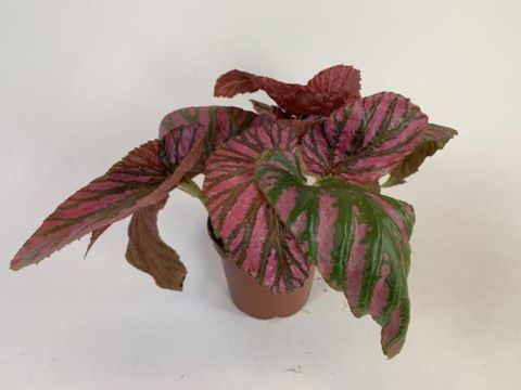 Begonia brevirimosa