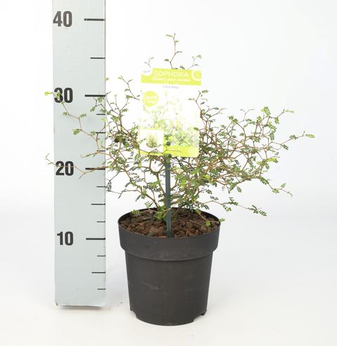 Sophora 'Little Baby'