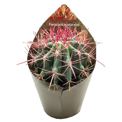 Ferocactus stainesii