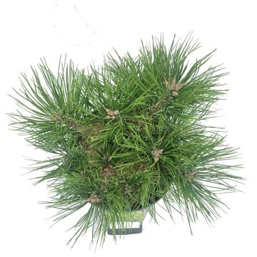 Pinus densiflora 'Low Glow'