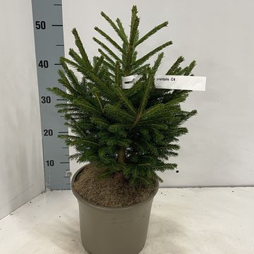 Picea orientalis