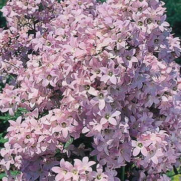 Campanula lactiflora 'Loddon Anna'