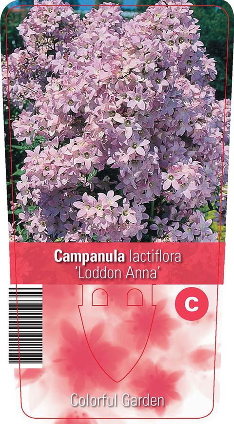 Campanula lactiflora 'Loddon Anna'