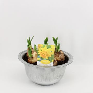 Нарцисс 'Tête Bouclé'