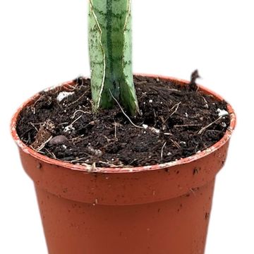Sansevieria 'Himalayan'