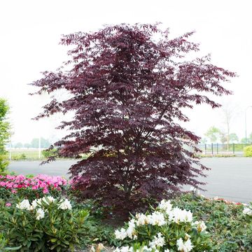 Acer palmatum BLACK LACE