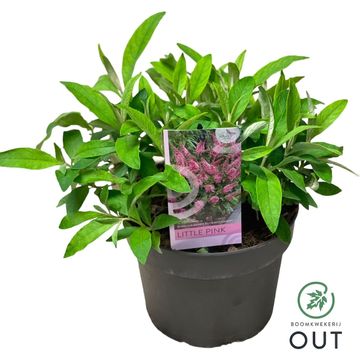 Buddleja davidii BUTTERFLY CANDY LITTLE PINK