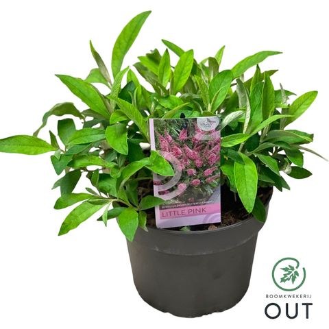 Buddleja davidii BUTTERFLY CANDY LITTLE PINK