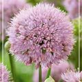 Allium 'In Orbit'