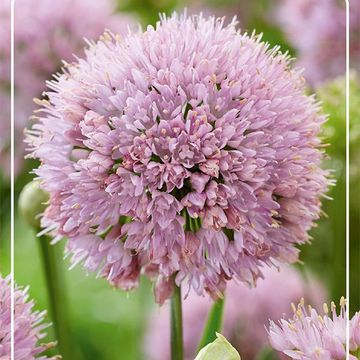 Allium 'In Orbit'