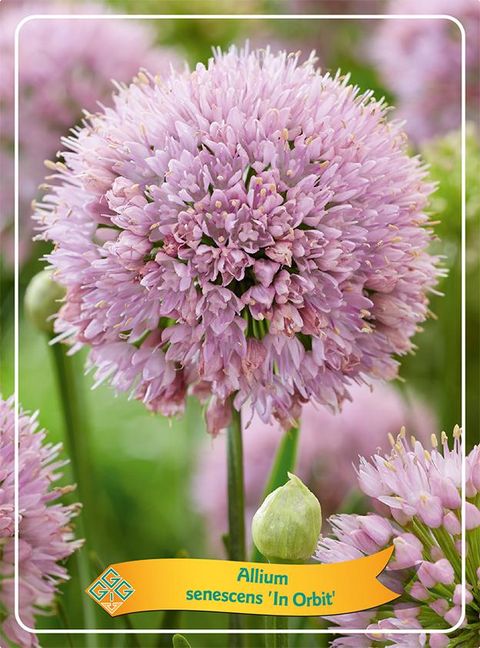 Allium MIX