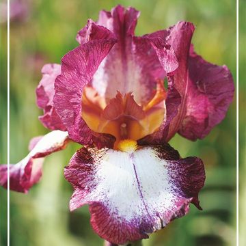 Iris 'Crinoline'