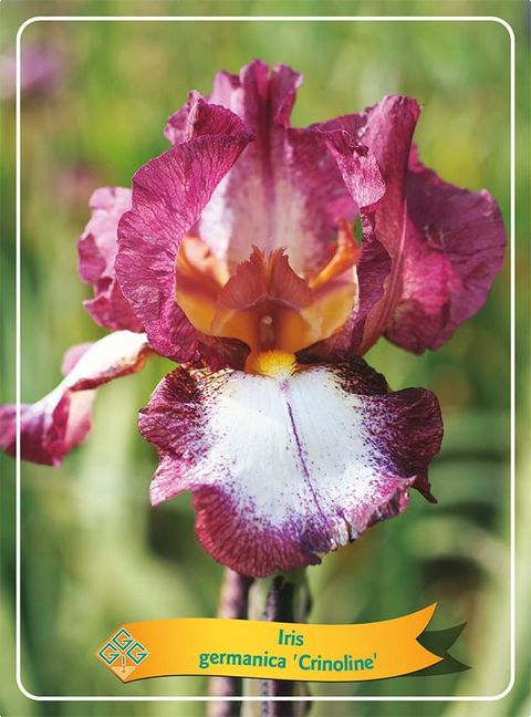 Iris 'Crinoline'