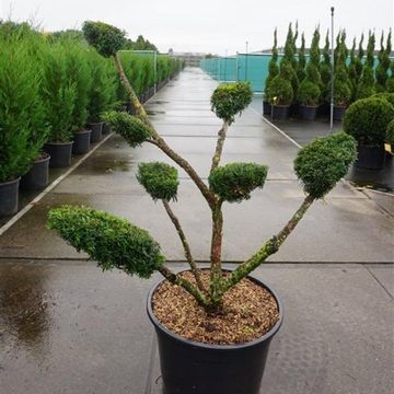 Taxus x media 'Densiformis'
