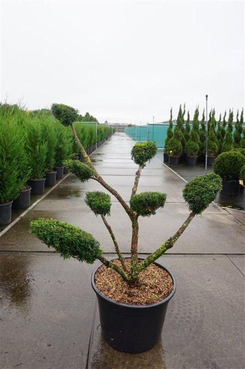 Taxus x media 'Densiformis'