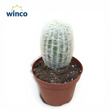 Espostoa lanata