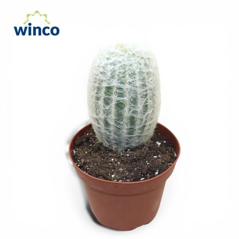 Espostoa lanata