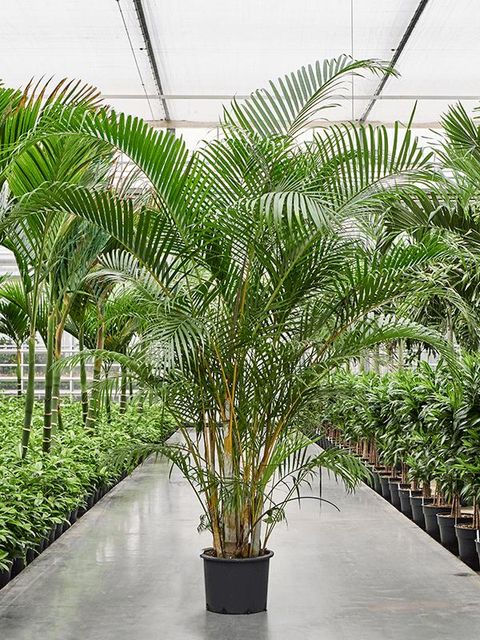 Dypsis lutescens