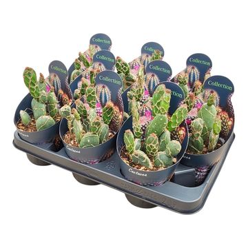 Opuntia zebrina reticulata 'Cobra'