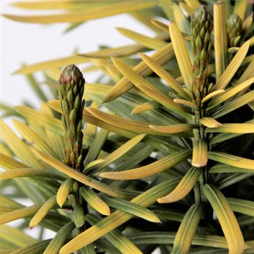 Cephalotaxus harringtonii 'Korean Gold'