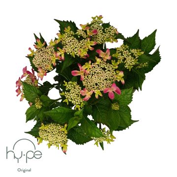 Hydrangea macrophylla LACECAP PINK