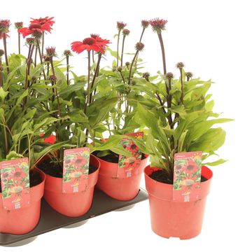 Echinacea purpurea SUNMAGIC VINTAGE HOT RED