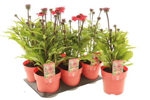 Echinacea purpurea SUNMAGIC VINTAGE HOT RED