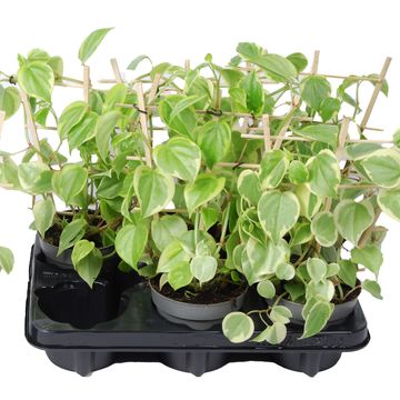 Peperomia scandens 'Variegata'