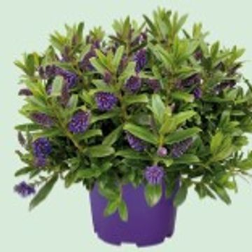 Hebe 'Matata Blue'