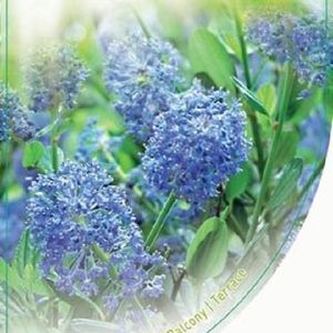 Ceanothus Impressus Victoria P19 Cm H30 Cm Plant Wholesale Floraccess