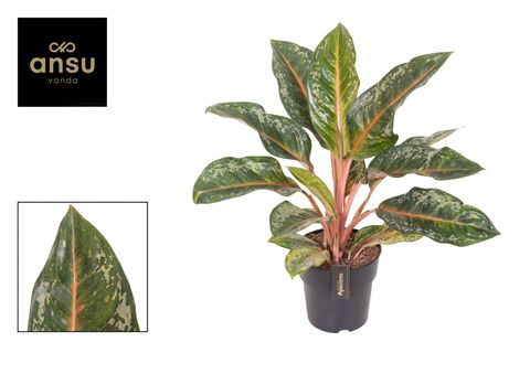 Aglaonema 'Pumkin Green'