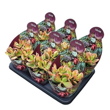 Crassula ovata 'Hummel's Sunset'