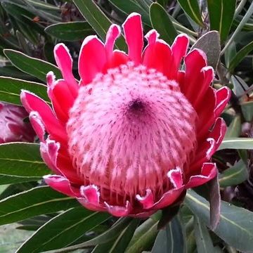 Protea 'Pink Ice'