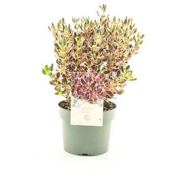 Coprosma 'Eclipse'